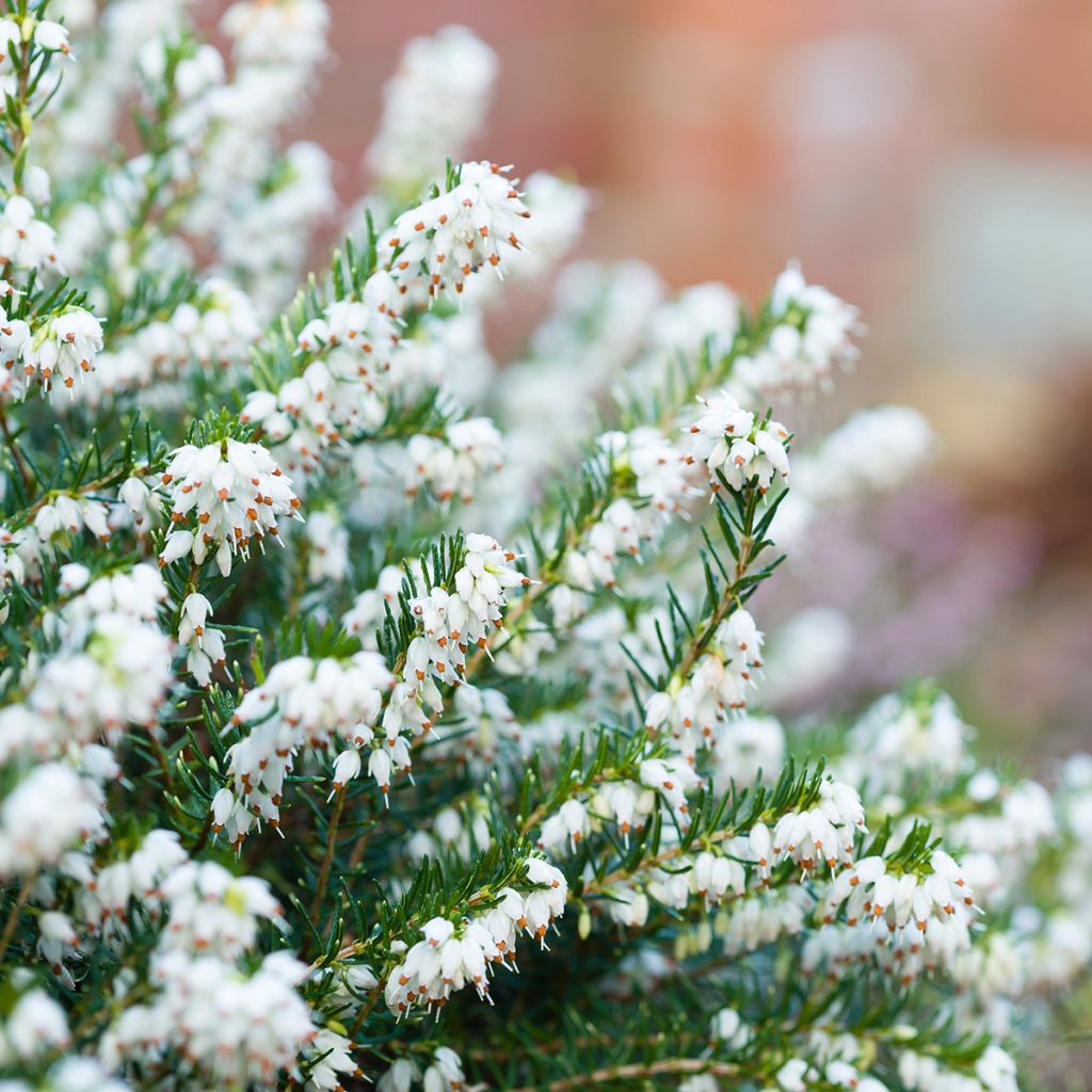 Erica darleyensis White Perfection - Winterheide wit
