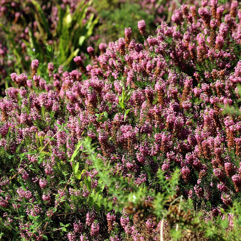 Erica vagans Diana Hornibrook - Zwerfheide