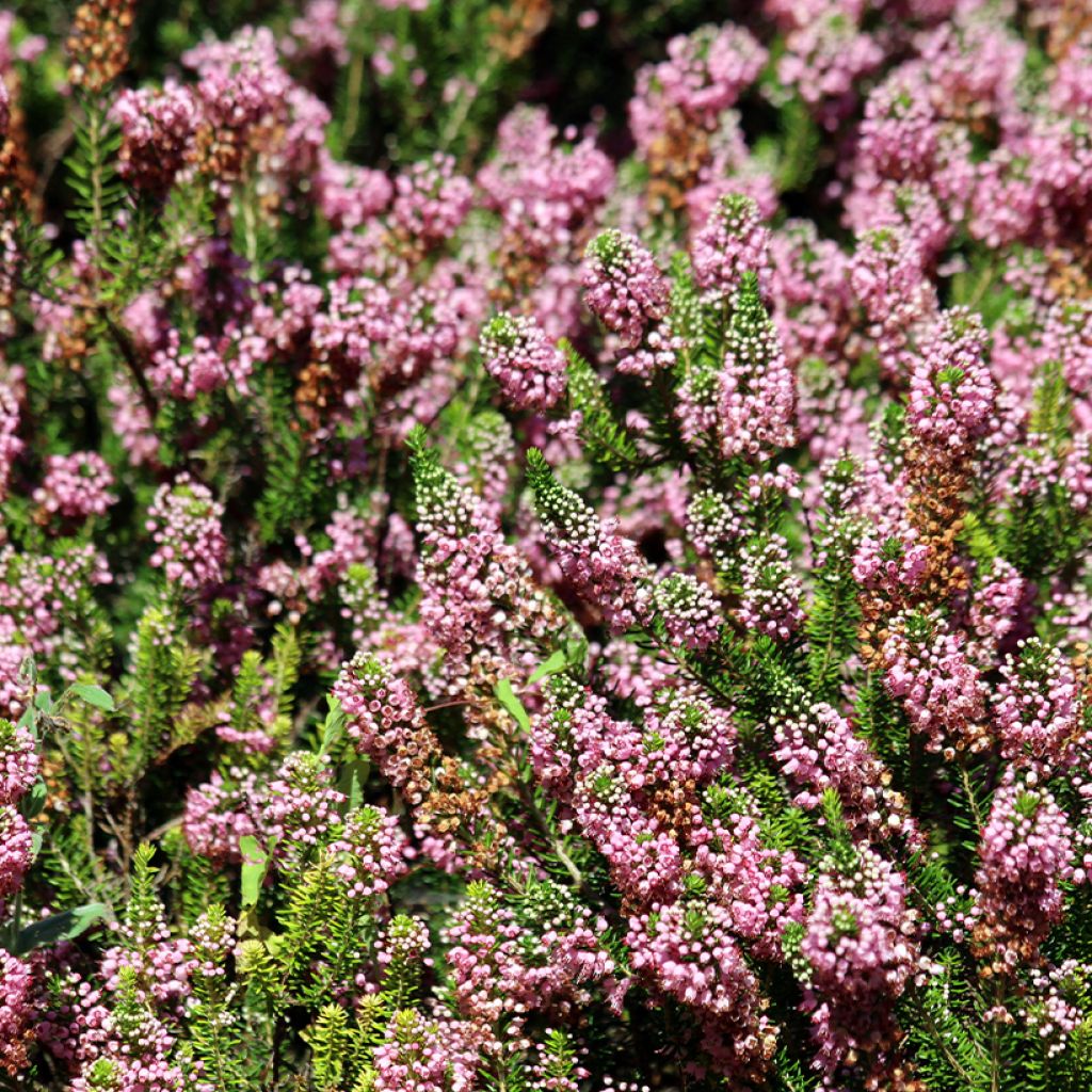 Erica vagans Diana Hornibrook - Zwerfheide