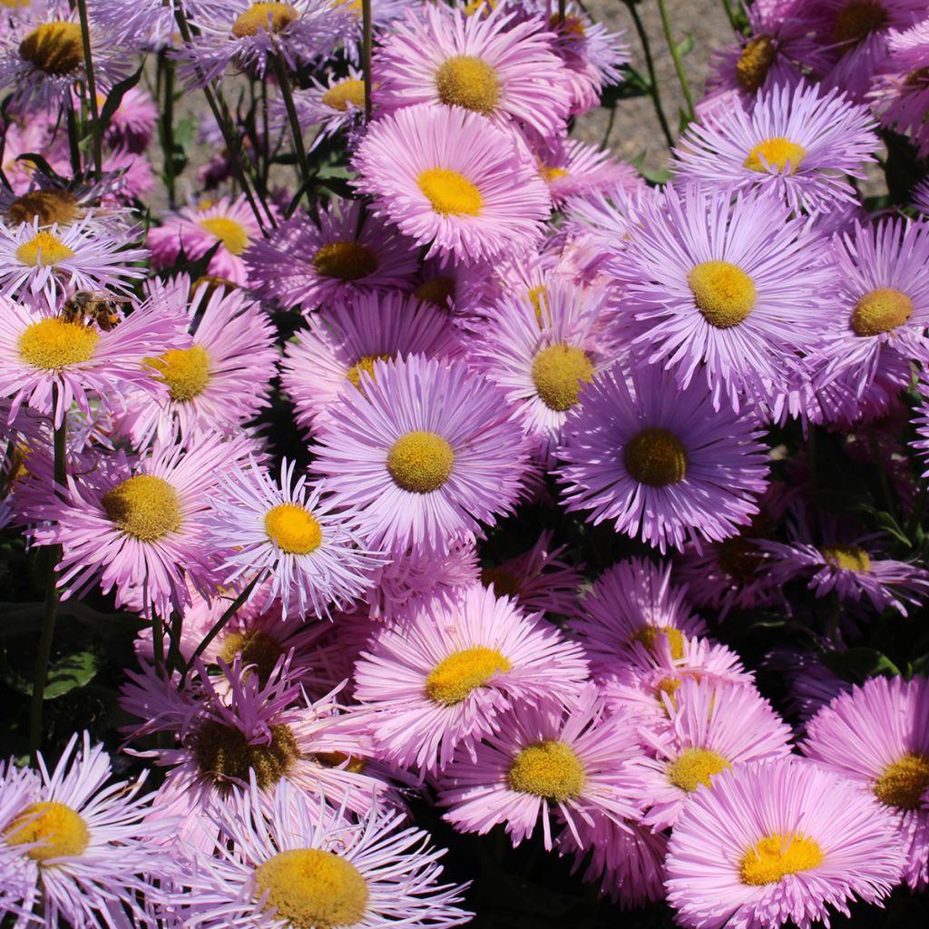 Erigeron speciosus Rosa Jewel - Fijnstraal