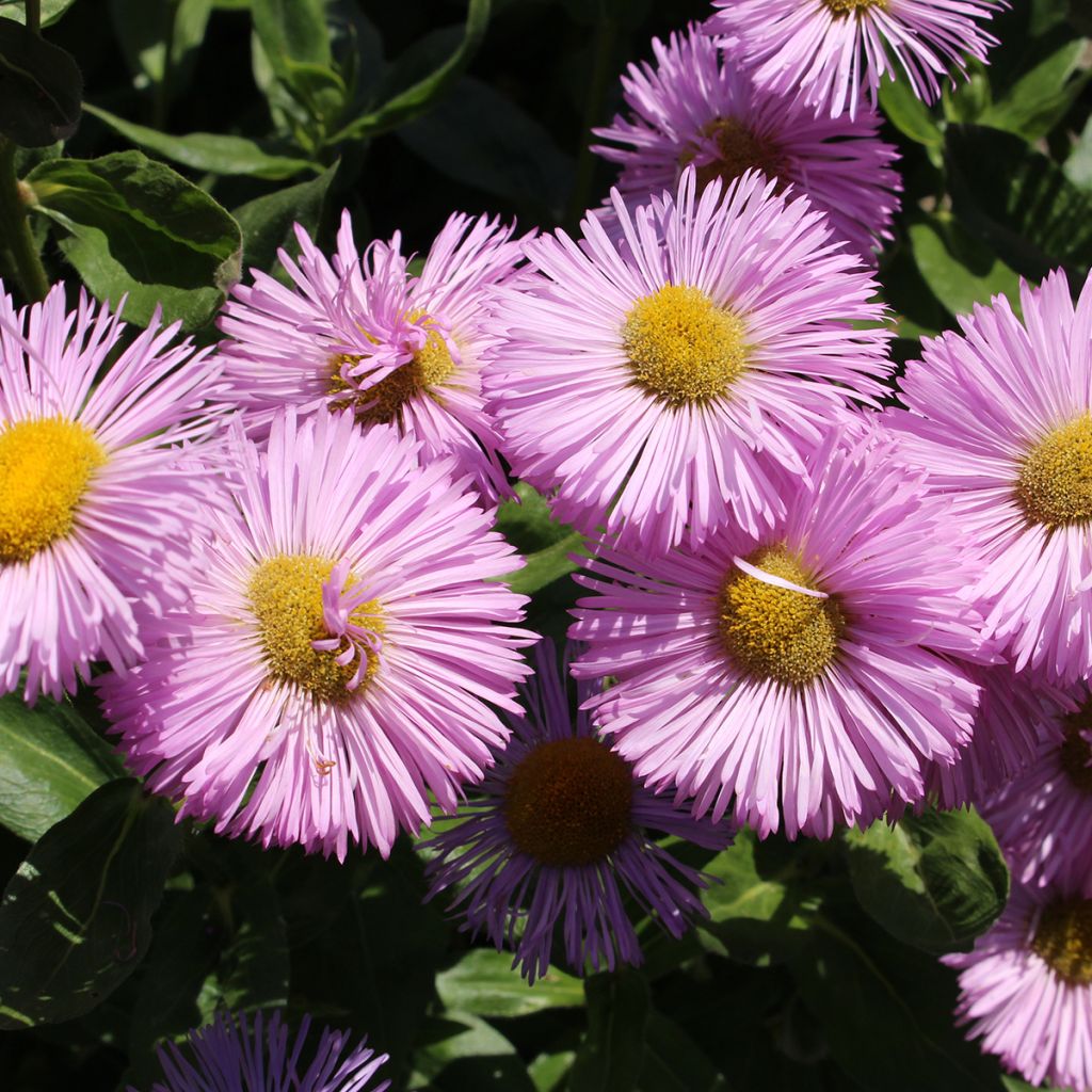 Erigeron speciosus Rosa Jewel - Fijnstraal