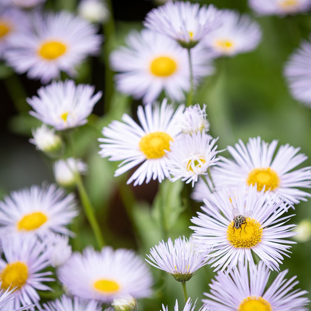 Erigeron speciosus Sommerneuschnee - Fijnstraal