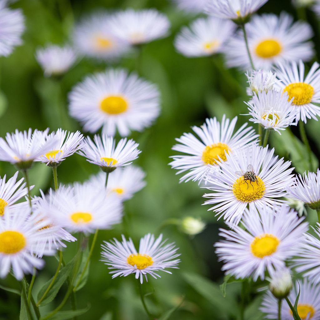 Erigeron speciosus Sommerneuschnee - Fijnstraal