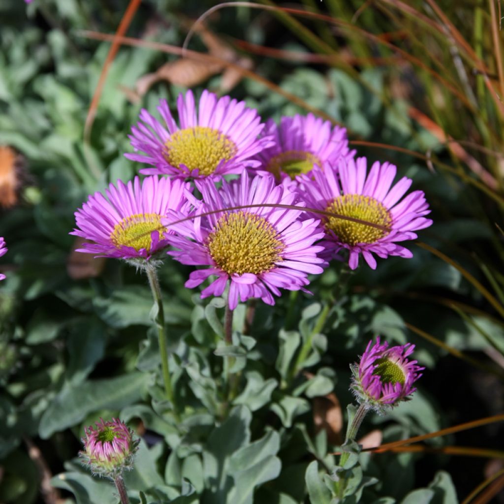 Erigeron glaucus Sea Breeze - Fijnstraal