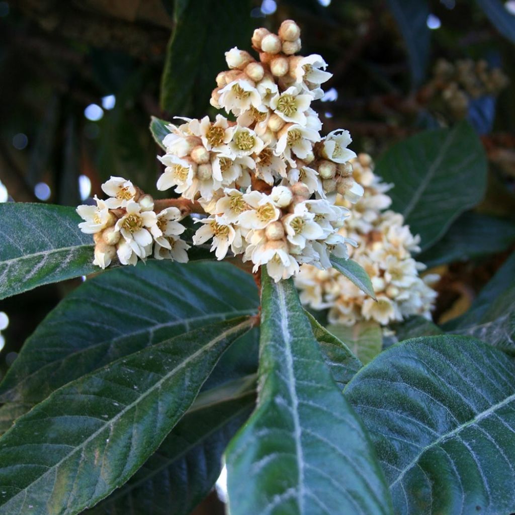 Eriobotrya japonica - Japanse mispel