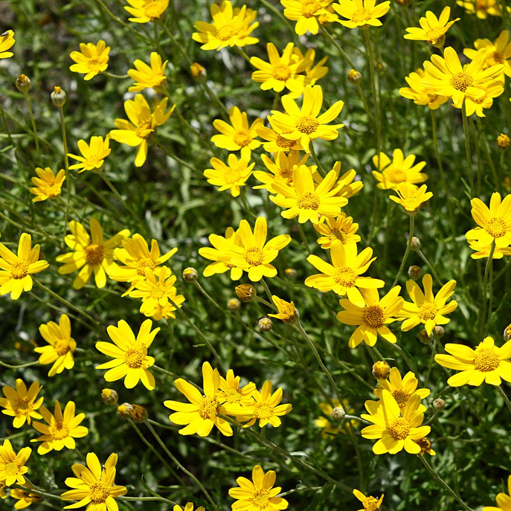 Eriophyllum lanatum Pointe
