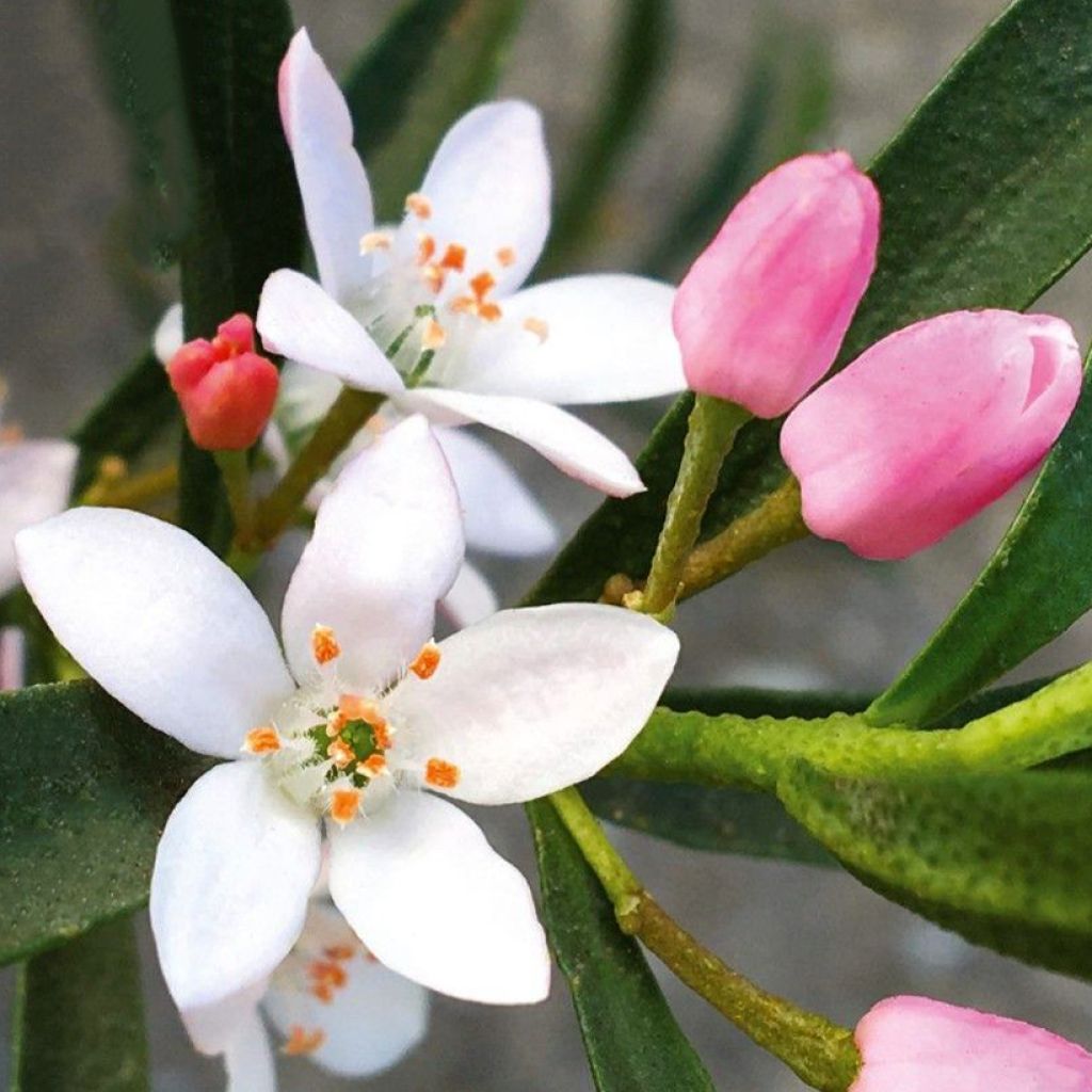 Philotheca myoporoides Flower Girl Pink - Wasbloem
