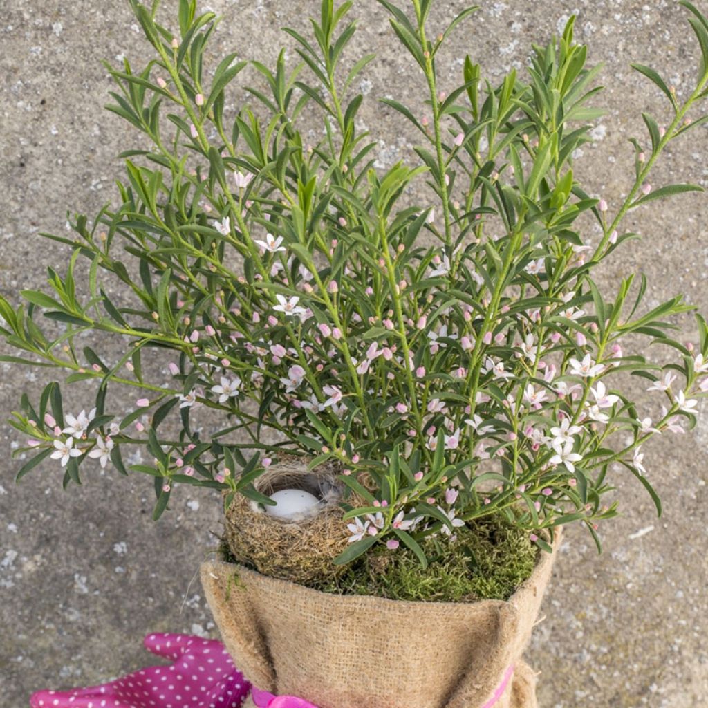 Philotheca myoporoides Flower Girl Pink - Wasbloem