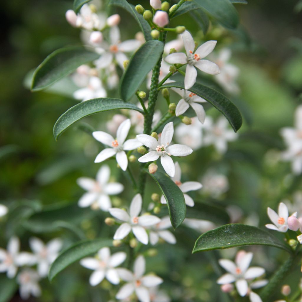 Eriostemon myoporoides - Wasbloem