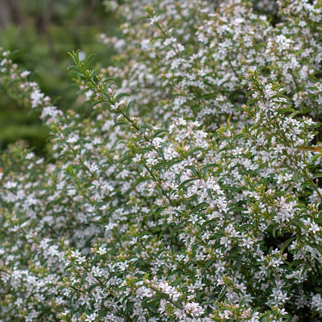 Eriostemon myoporoides - Wasbloem