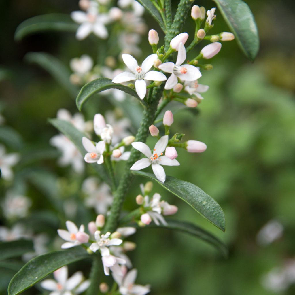 Eriostemon myoporoides - Wasbloem
