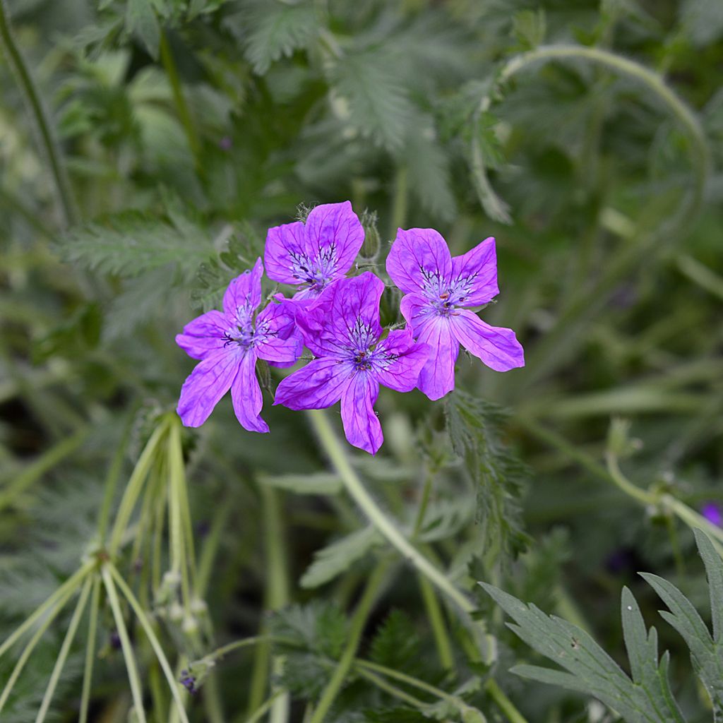 Erodium manescavii - Reigersbek