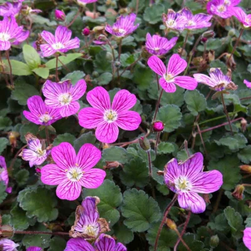 Erodium variabile Bishops Form - Reigersbek