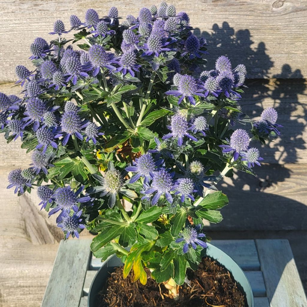 Eryngium planum Grumpy - Vlakke kruisdistel