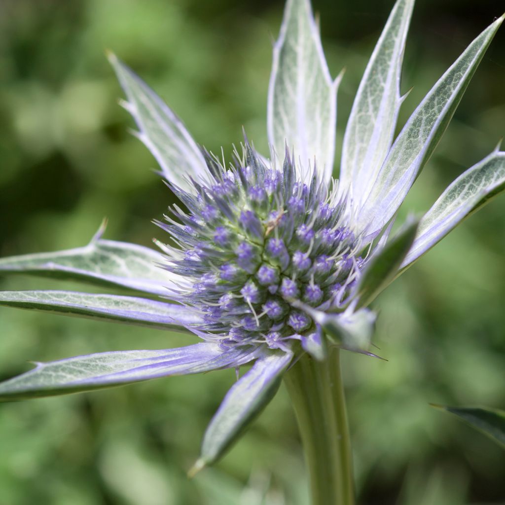 Eryngium Jos Eijking - Kruisdistel