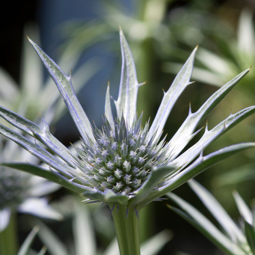 Eryngium Jos Eijking - Kruisdistel
