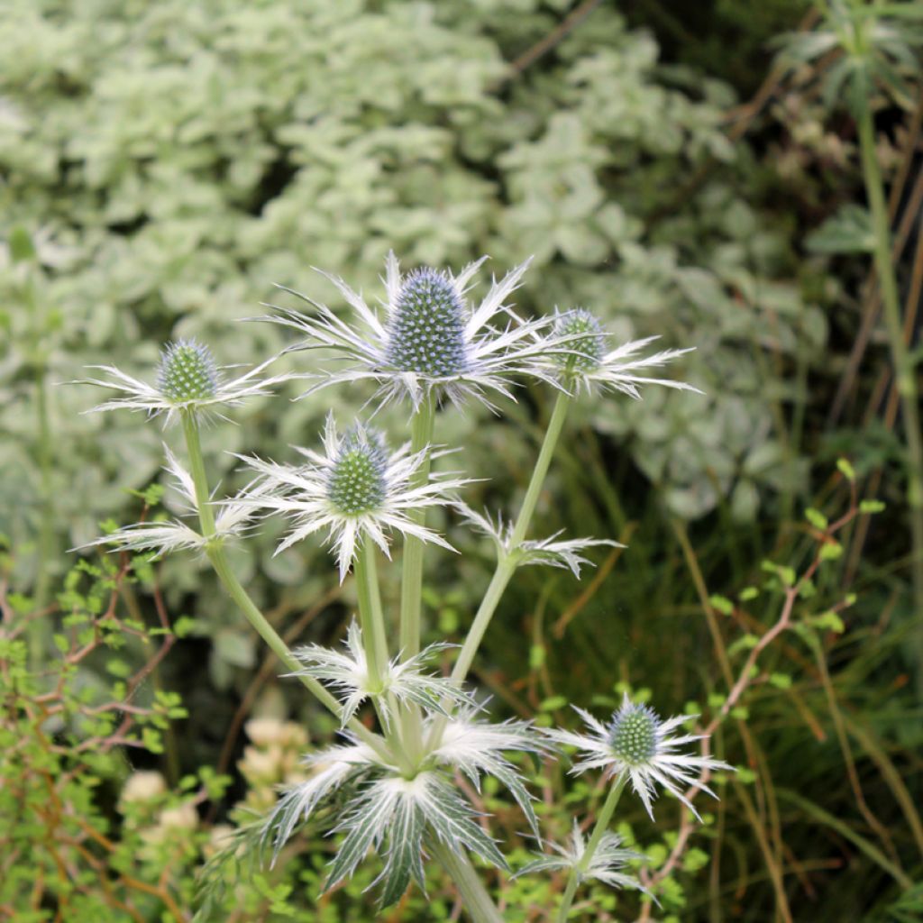 Eryngium Jos Eijking - Kruisdistel