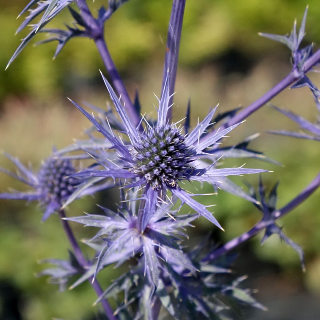 Eryngium maritimum Lapis Blue - Blauwe zeedistel