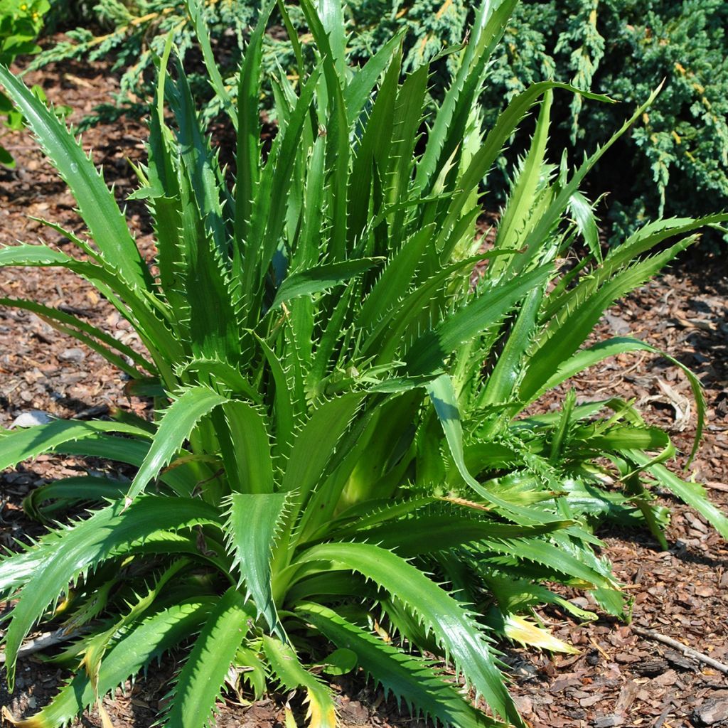 Eryngium agavifolium - Kruisdistel