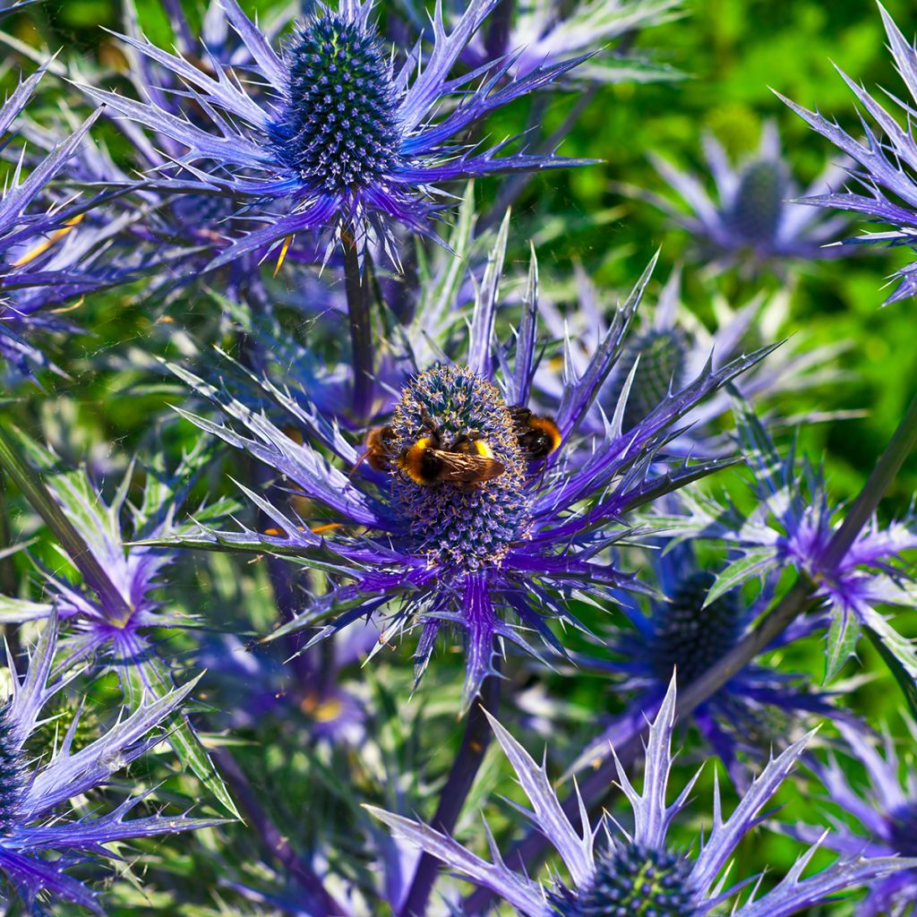 Eryngium alpinum Blue Star - Alpenkruisdistel