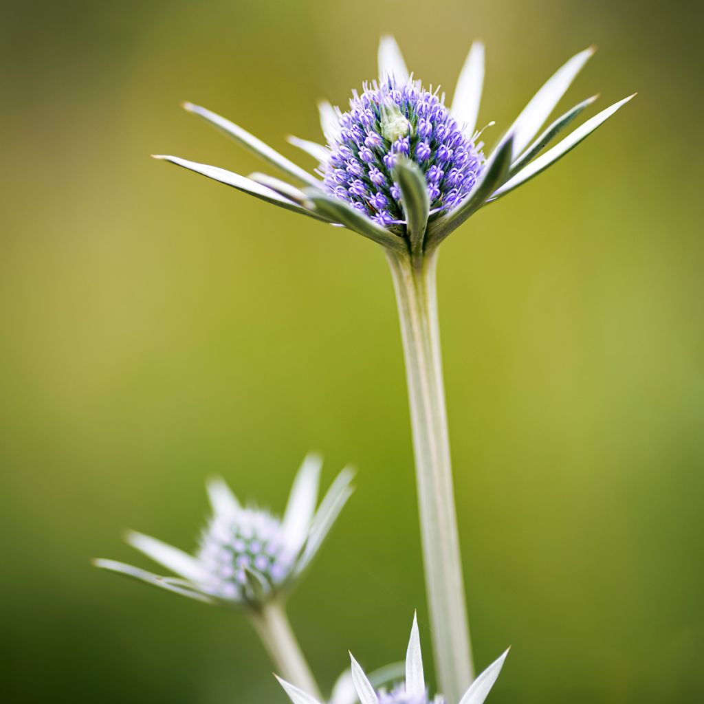 Eryngium bourgatii - Kruisdistel
