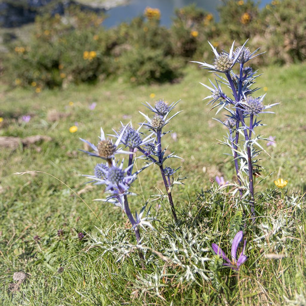 Eryngium bourgatii - Kruisdistel