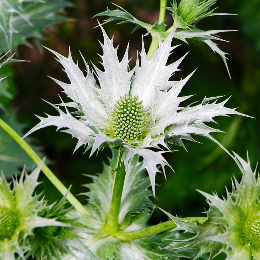 Eryngium giganteum - Ivoordistel