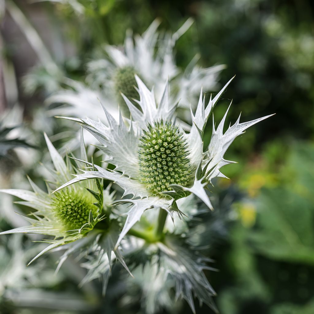 Eryngium giganteum - Ivoordistel