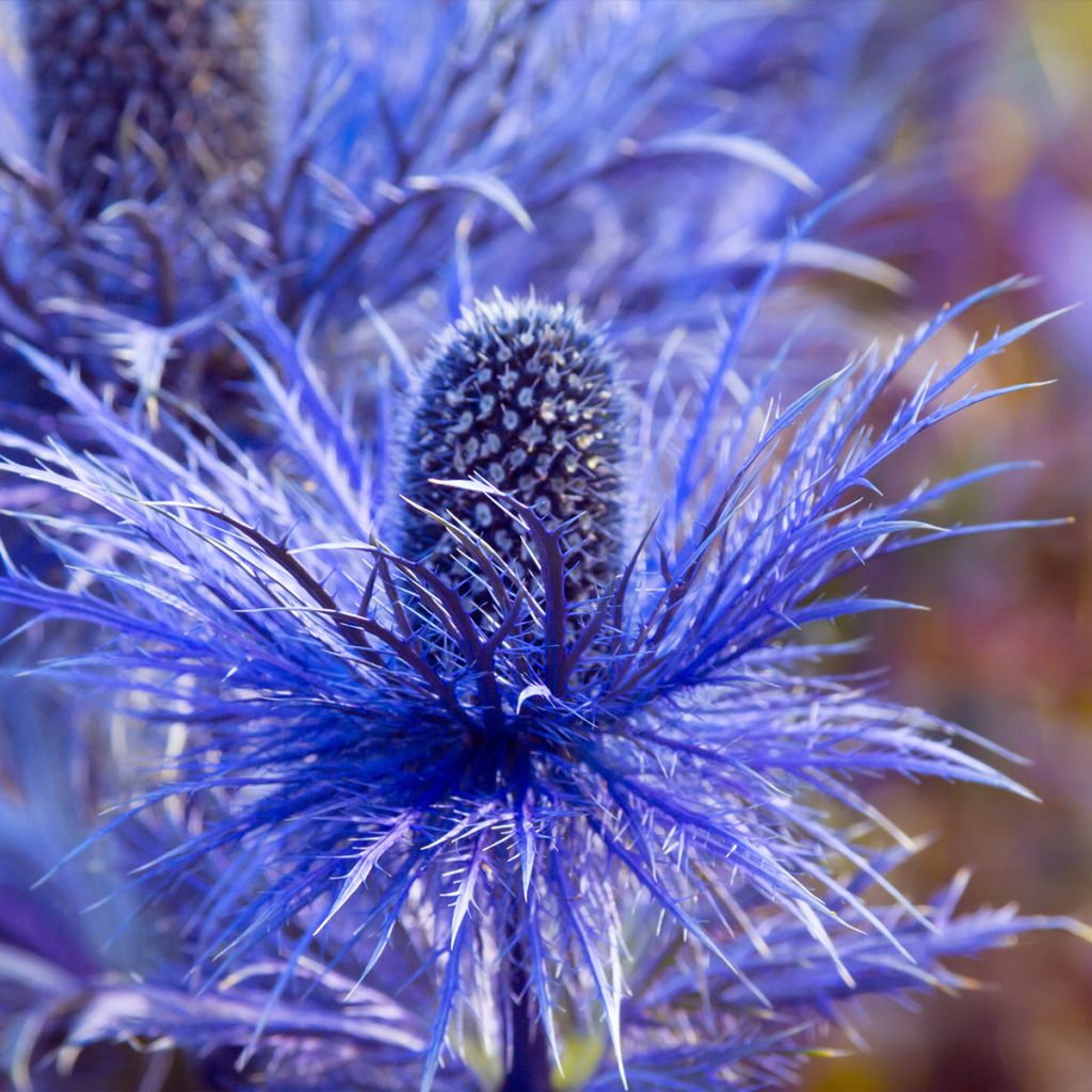 Eryngium oliverianum - Kruisdistel
