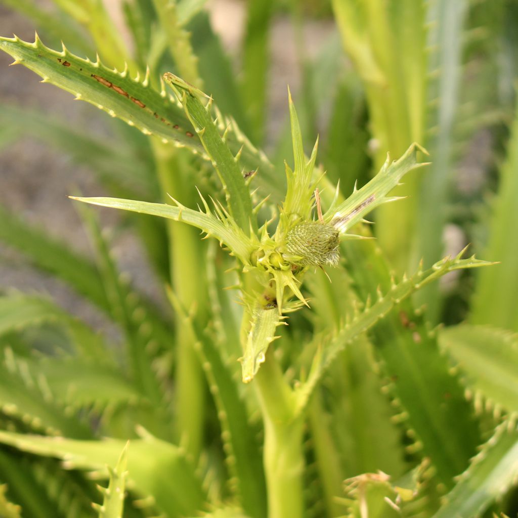 Eryngium pandanifolium - Reuze zeedistel