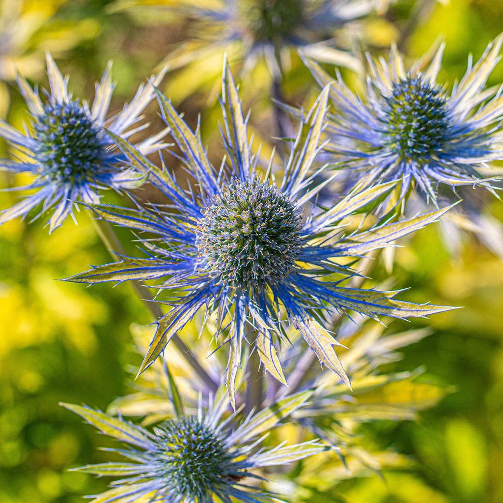 Eryngium planum Neptune's Gold - Vlakke kruisdistel