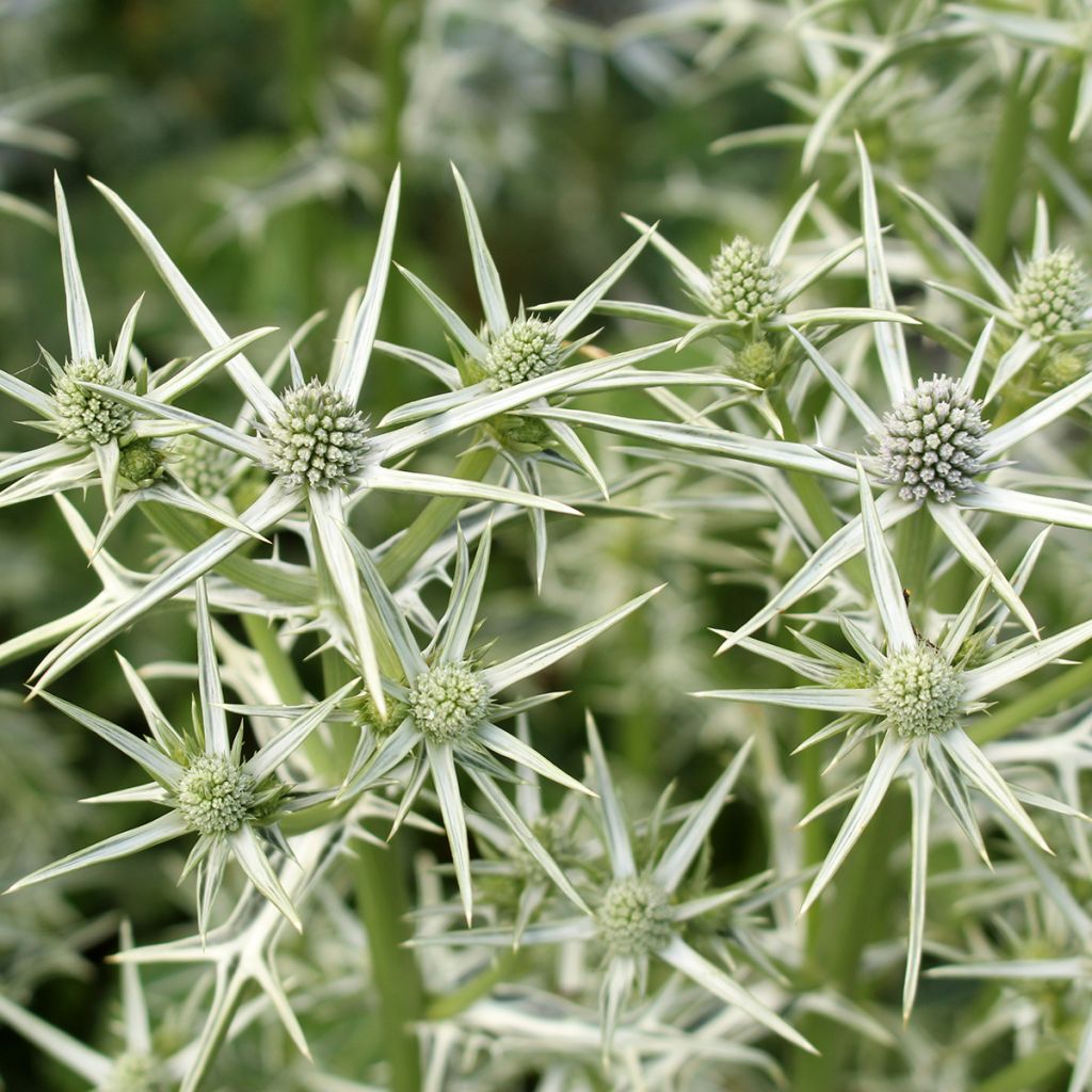 Eryngium variifolium - Kruisdistel