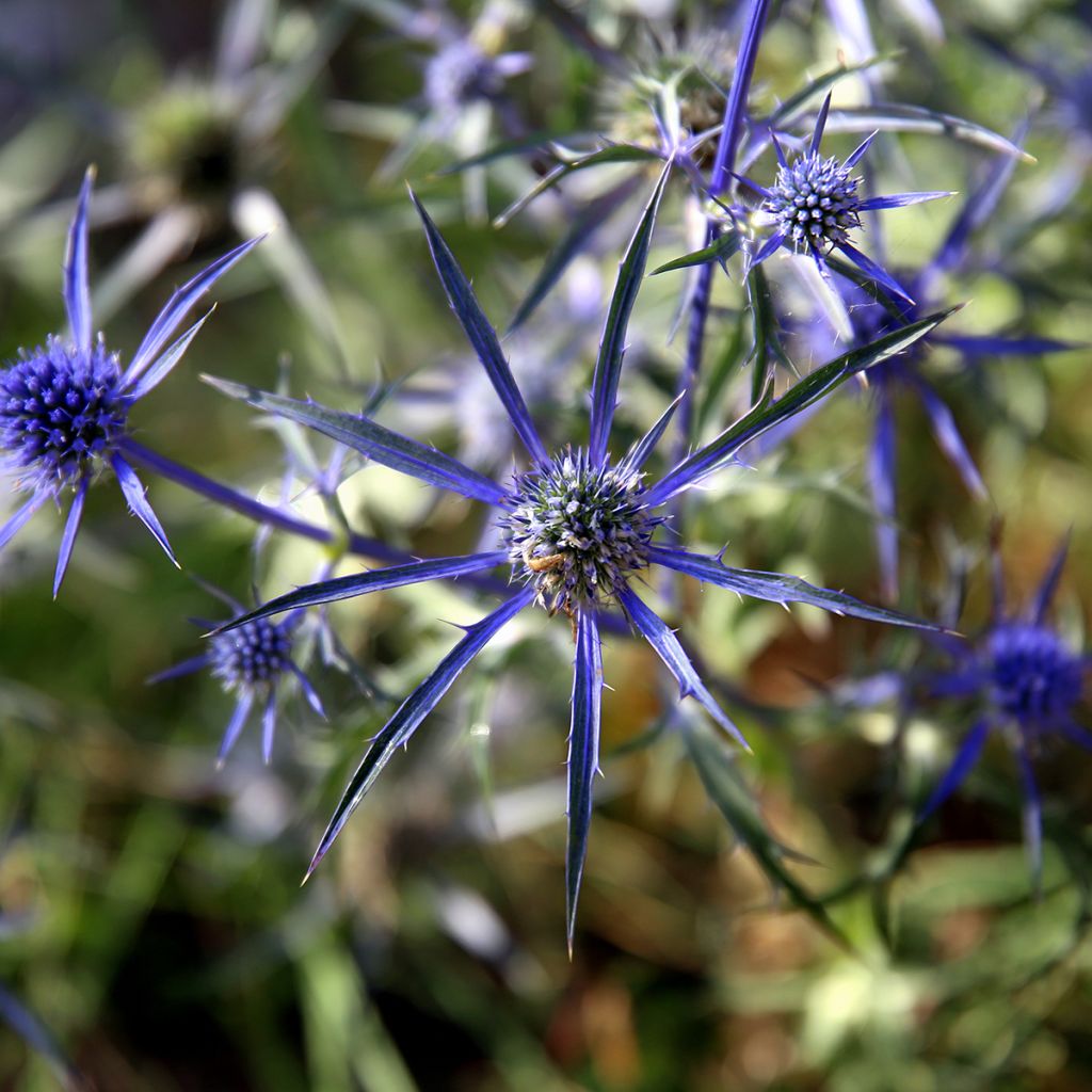 Eryngium variifolium - Kruisdistel