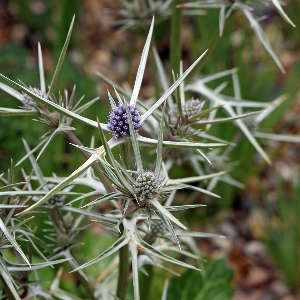 Eryngium variifolium - Kruisdistel