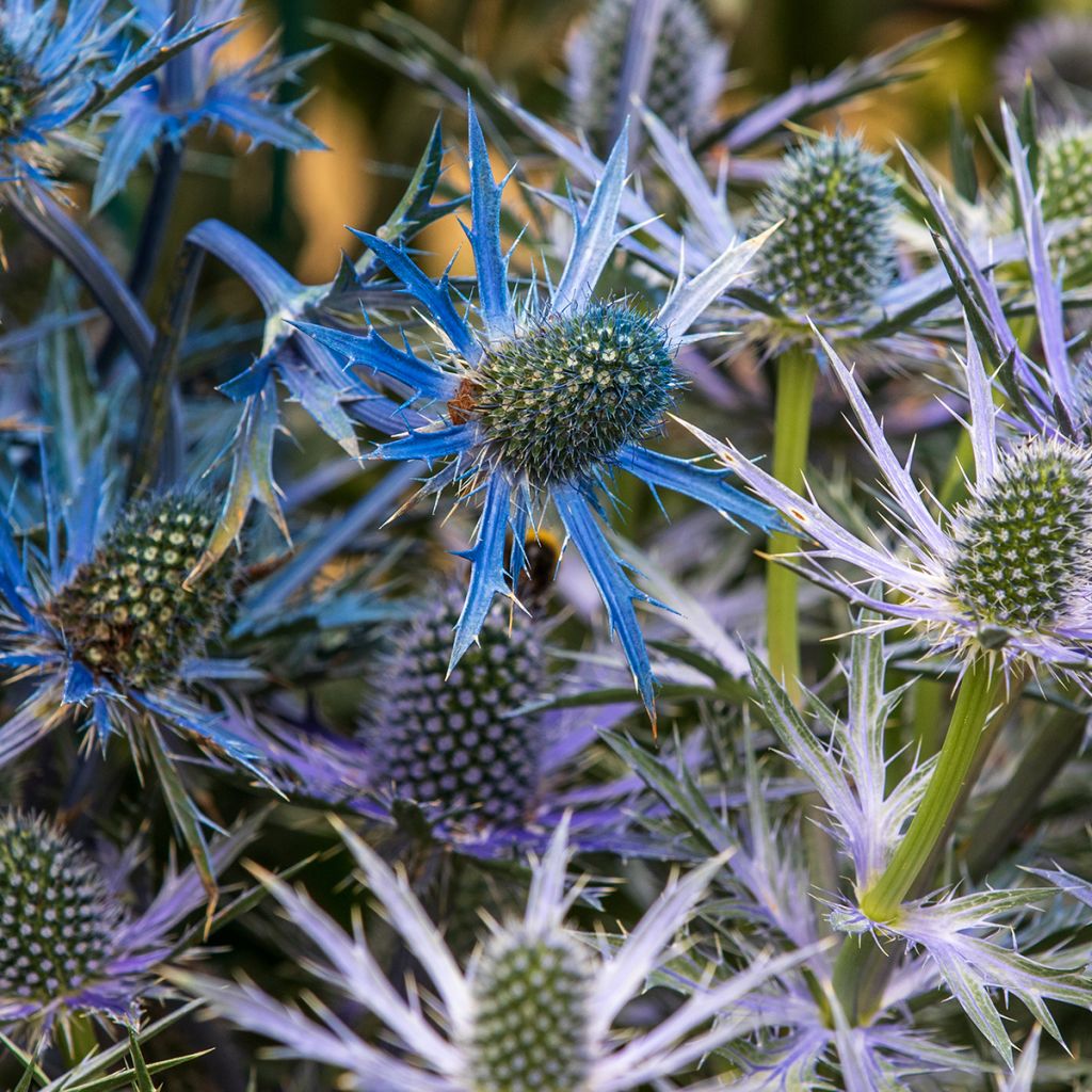 Eryngium zabelii Big Blue - Kruisdistel