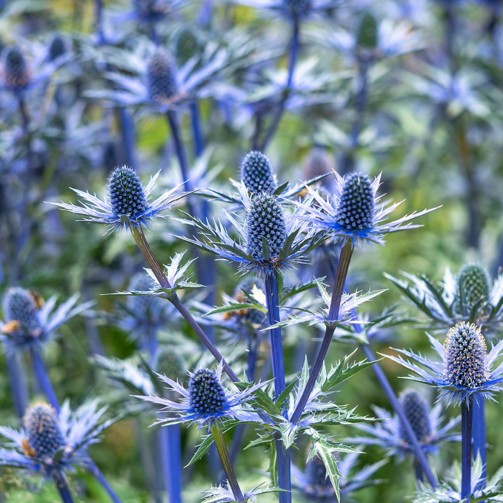 Eryngium zabelii Big Blue - Kruisdistel