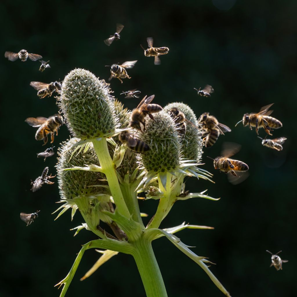 Eryngium agavifolium - Kruisdistel