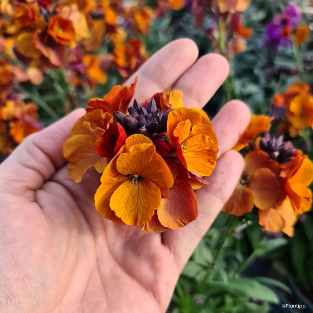 Erysimum cheiri Colour Vibe Orange – Muurbloem