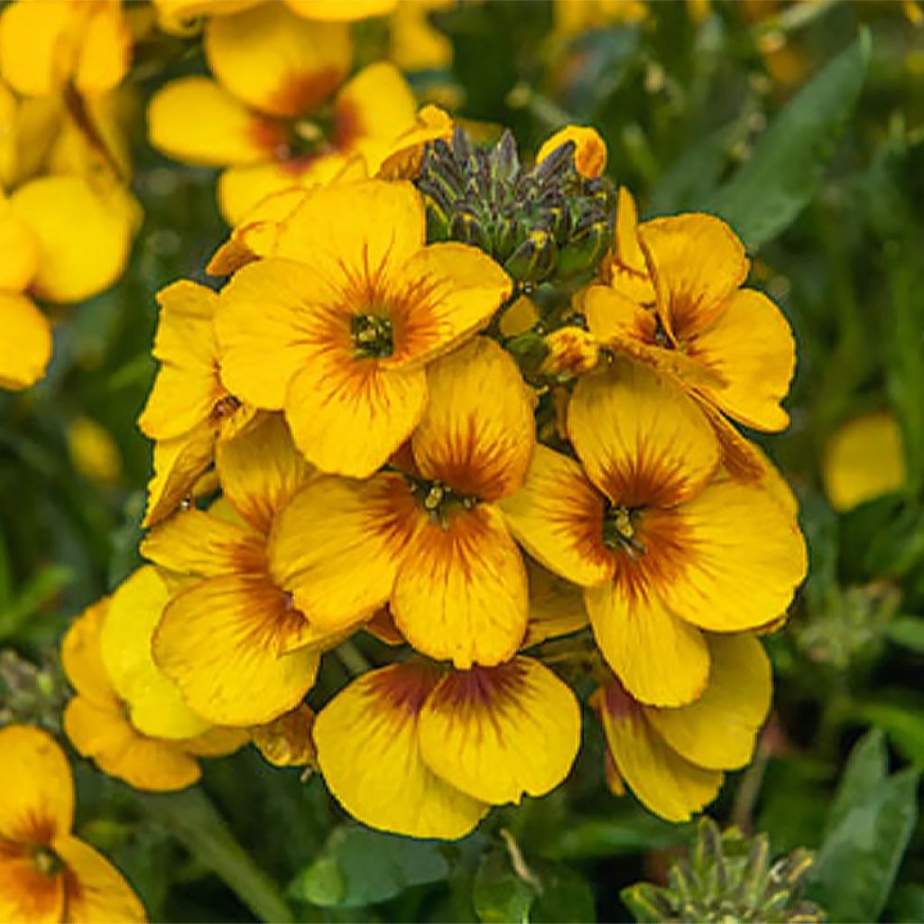 Erysimum Winter Spirit – Muurbloem