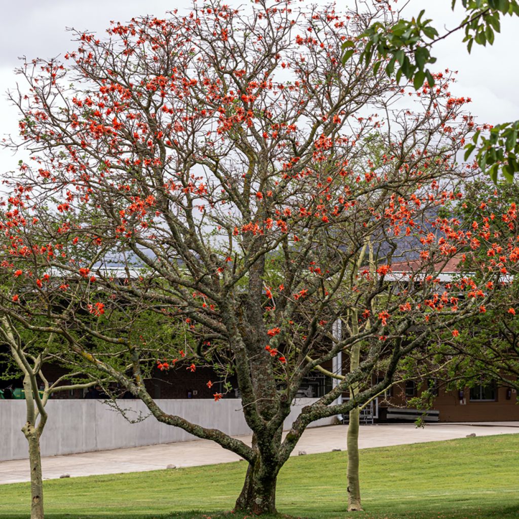 Erythrina caffra - Koraalboom