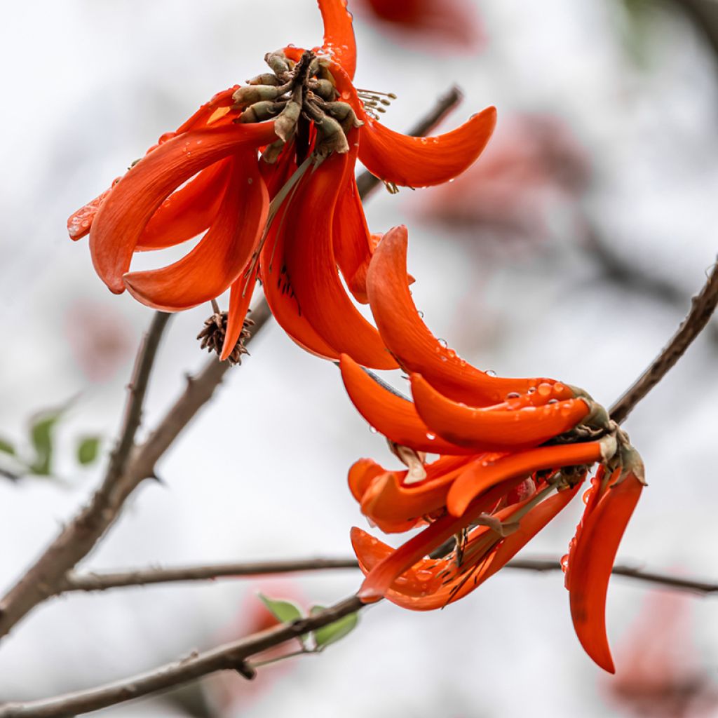 Erythrina caffra - Koraalboom