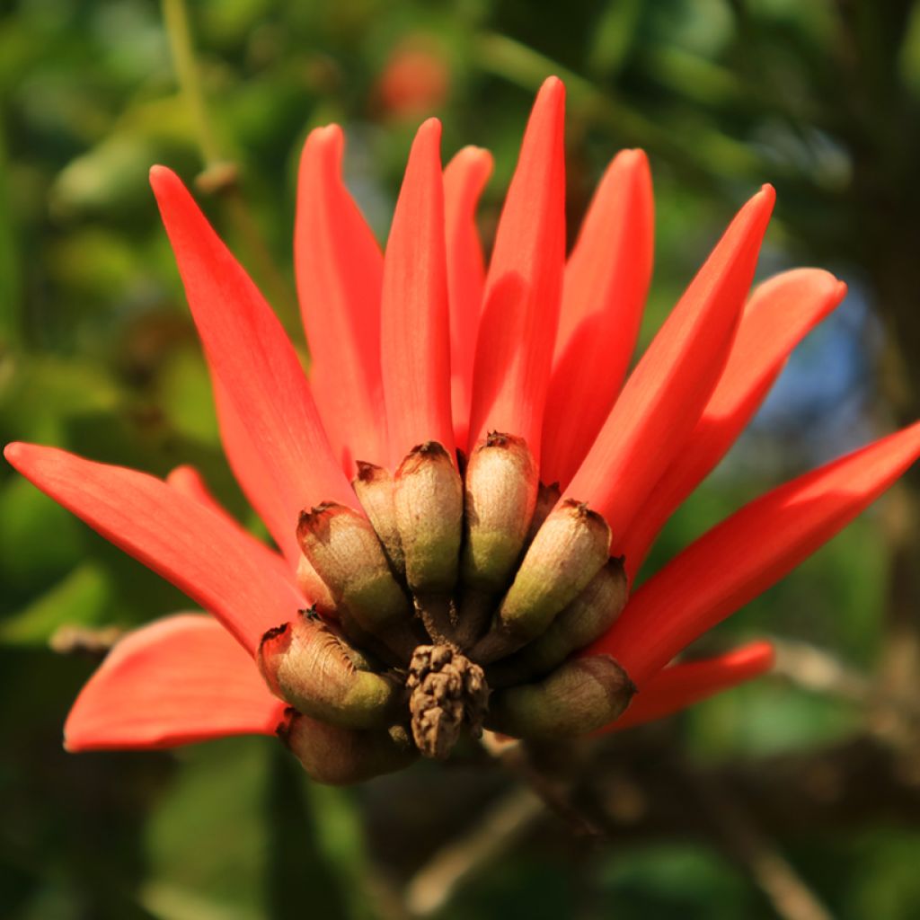 Erythrina caffra - Koraalboom