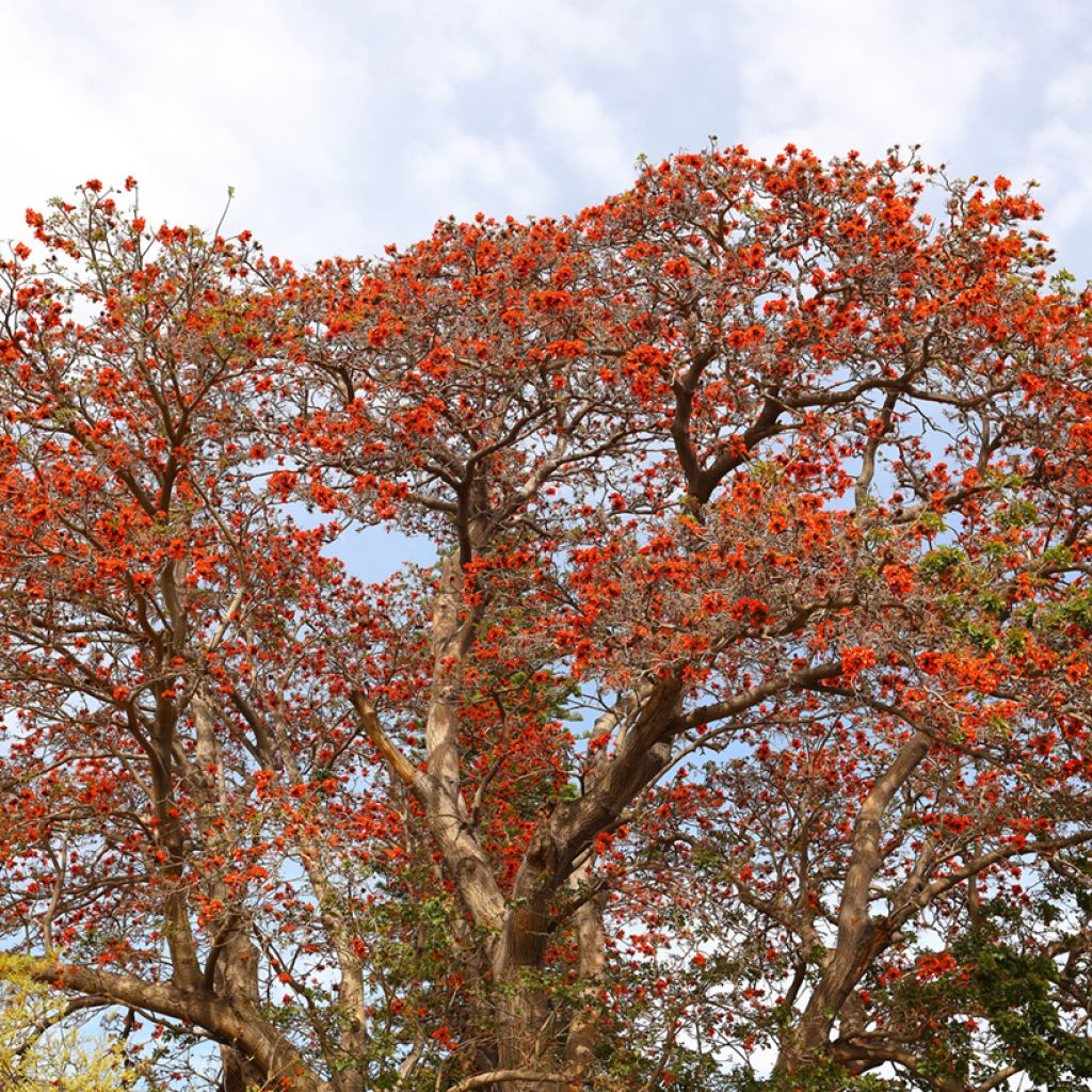 Erythrina caffra - Koraalboom