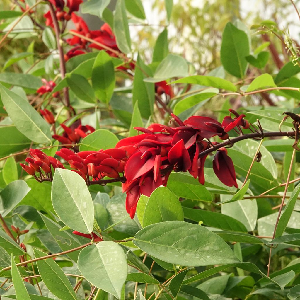 Erythrina crista-galli (zaad) - Koraalstruik