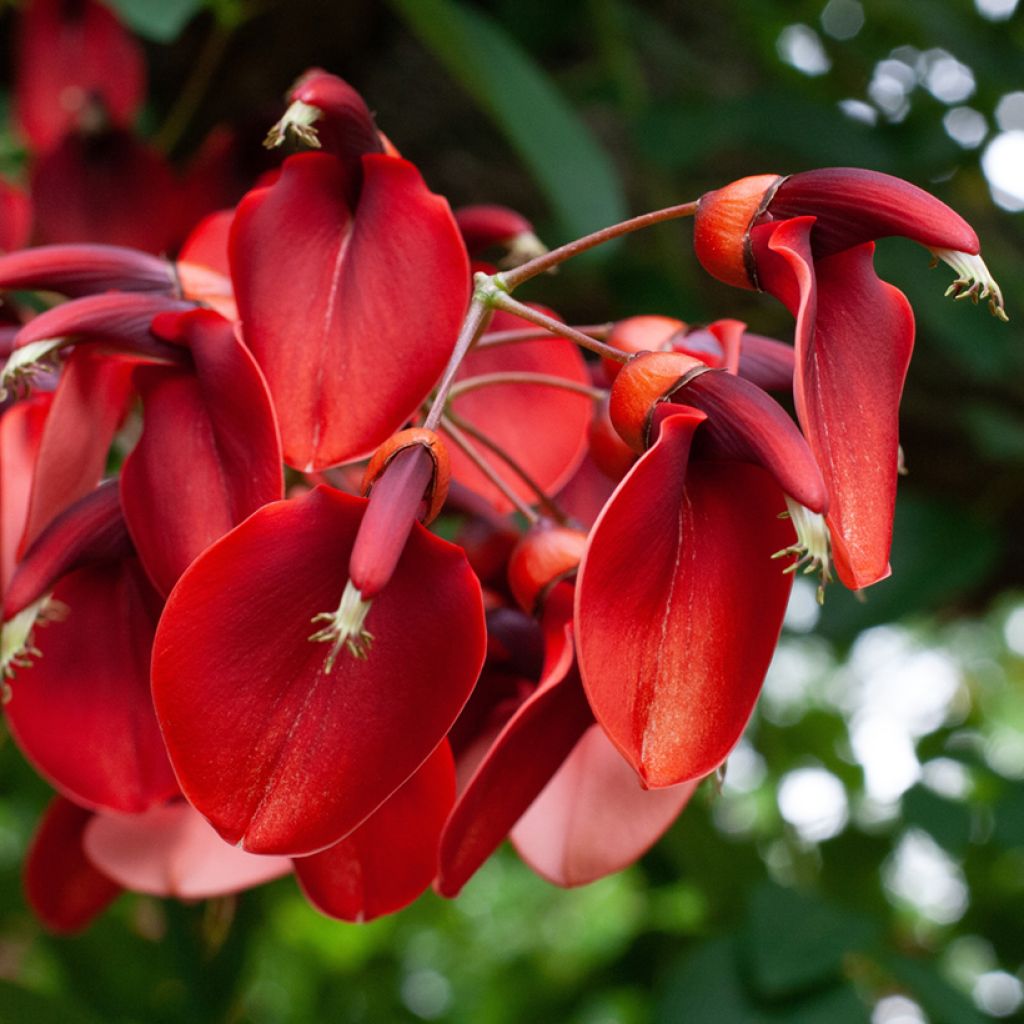 Erythrina crista-galli - Koraalstruik