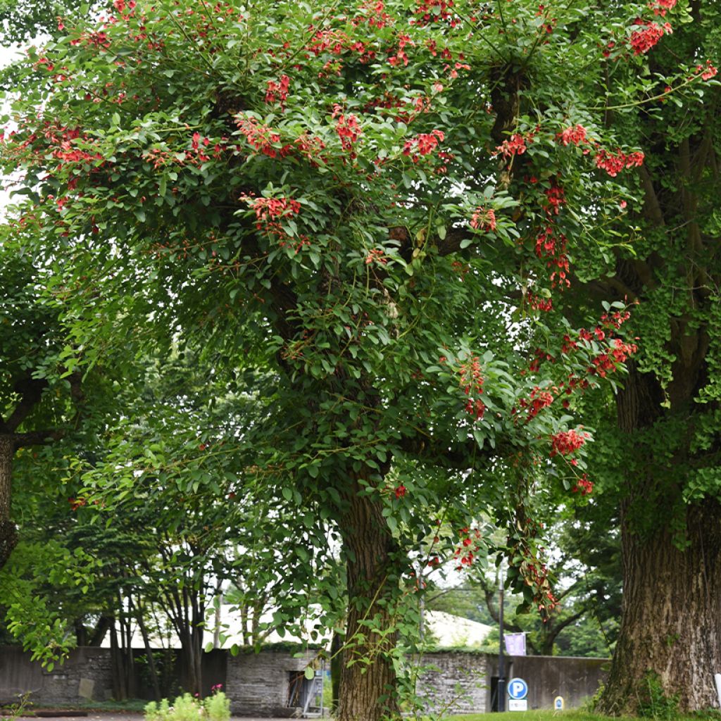 Erythrina crista-galli - Koraalstruik