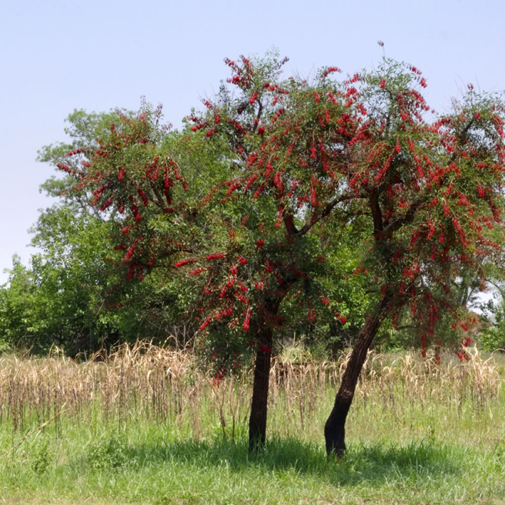 Erythrina crista-galli - Koraalstruik