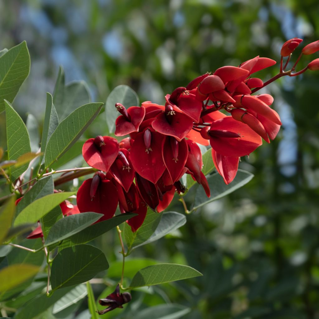 Erythrina crista-galli - Koraalstruik