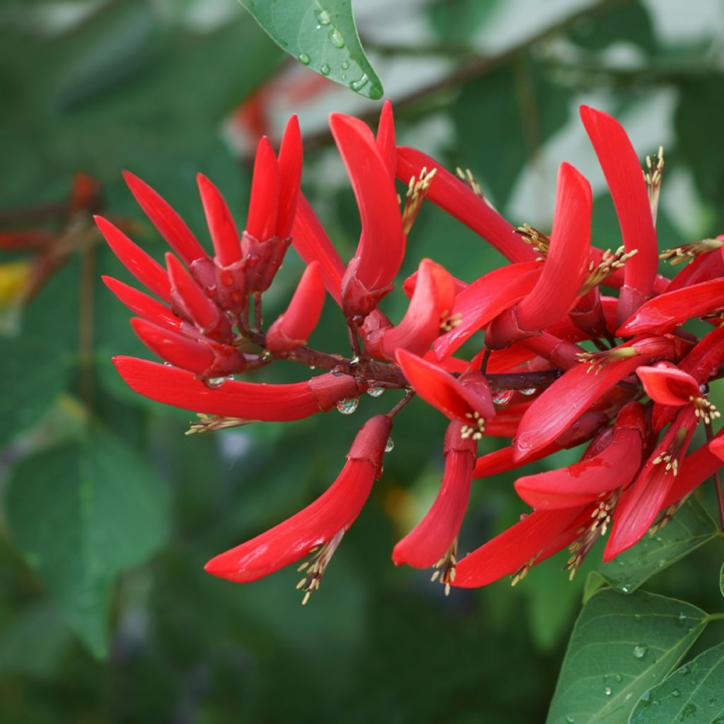 Erythrina bidwillii - Koraalboom