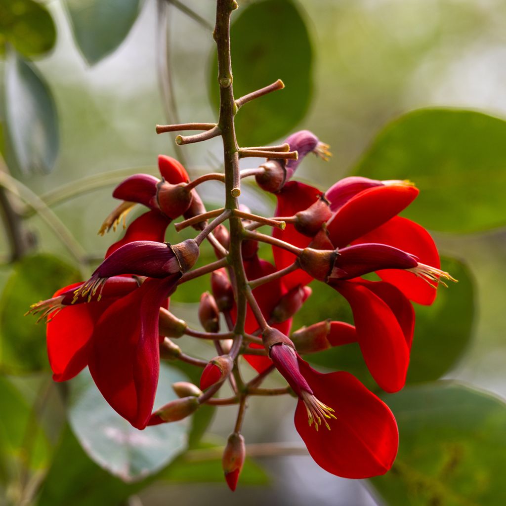 Erythrina crista-galli (zaad) - Koraalstruik